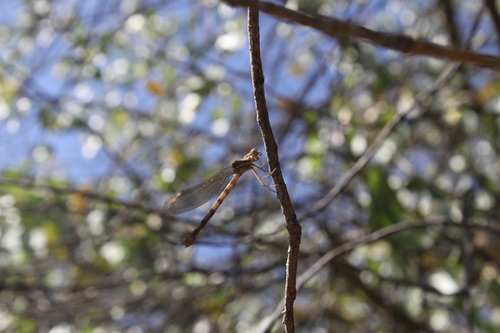 iNaturalist observation photo of Spreadwings and allies