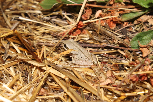 iNaturalist observation photo of Pacific chorus frog