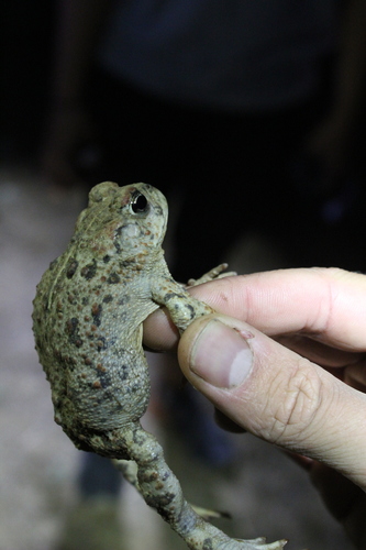 iNaturalist observation photo of Western Toad