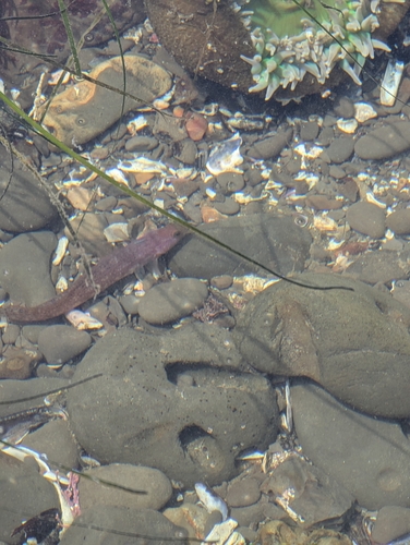 Stripefin ronquil (Rathbunella alleni) — Bathymasteridae