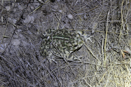 iNaturalist observation photo of Western Toad