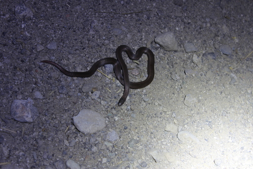 iNaturalist observation photo of Common Sharp-tailed Snake