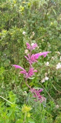 Agastache mexicana