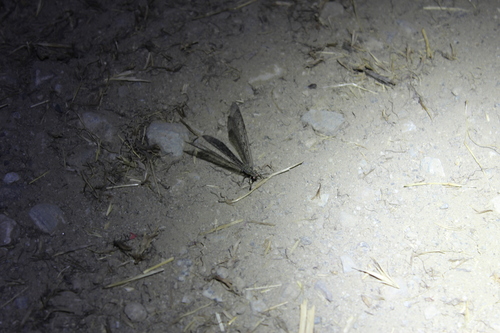 iNaturalist observation photo of Antlions, Lacewings, and Allies