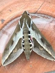 Hyles annei