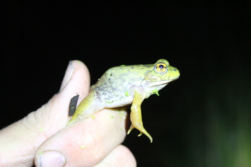 iNaturalist observation photo of American Bullfrog