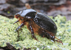 Adoryphorus coulonii