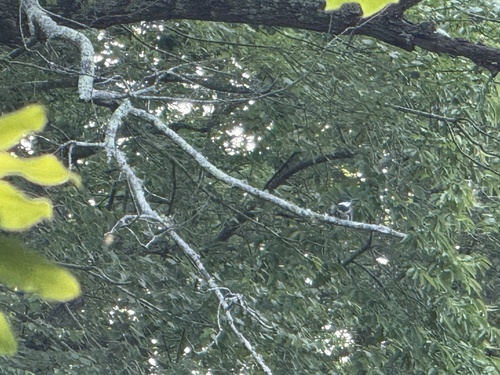 Belted Kingfisher photographed in Tennessee