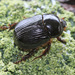 Red-headed Pasture Chafer - Photo (c) bugman-nz, some rights reserved (CC BY-NC-SA), uploaded by bugman-nz
