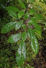 Antidesma acidum