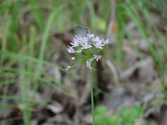 Allium canadense lavandulare