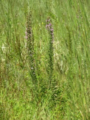 Liatris provincialis