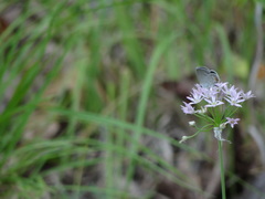Allium canadense lavandulare