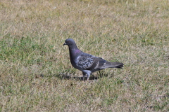 Columba livia
