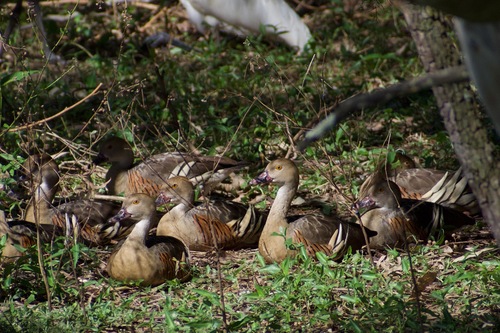 Plumed Whistling-Duck (Dendrocygna eytoni)