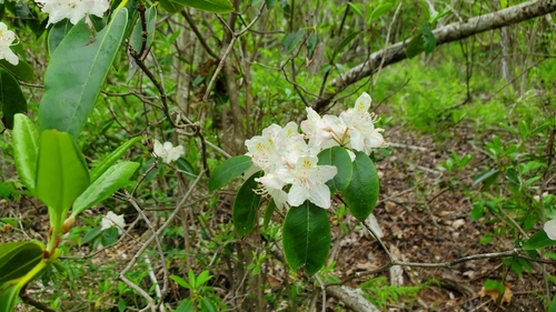Carolina Rhododendron (Rhododendron carolinianum)