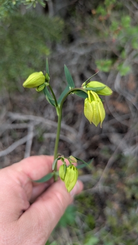 Yellow columbine
