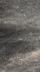 Funambulus pennantii