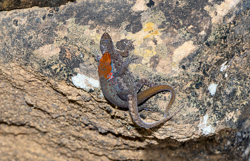 Yellow-headed Gecko, Barichara, Santander, Colombia, photo 3 of 10