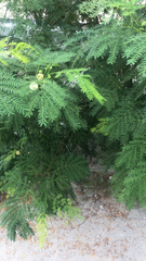 Leucaena leucocephala