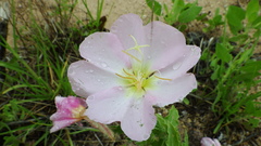 Oenothera engelmannii