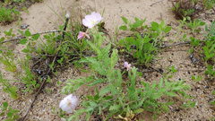 Oenothera engelmannii
