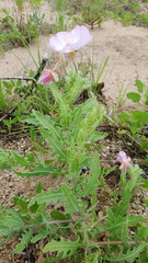 Oenothera engelmannii