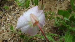 Oenothera engelmannii