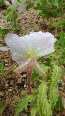 Oenothera engelmannii