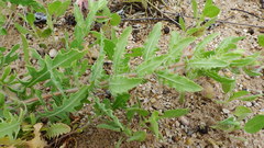 Oenothera engelmannii