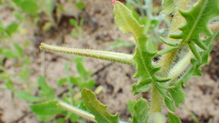 Oenothera engelmannii