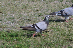 Columba livia