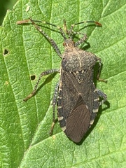 Anasa armigera