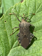 Anasa armigera