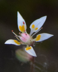 Micranthes bryophora