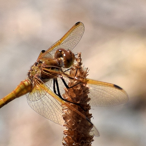 Red-veined Meadowhawk photo 4