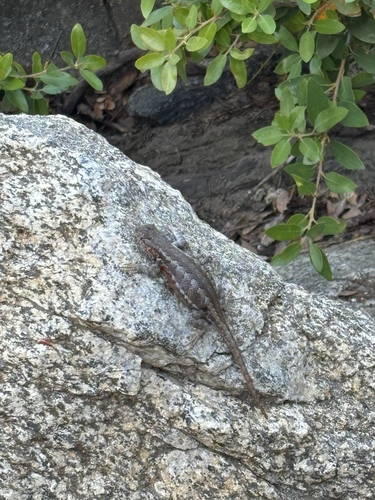 iNaturalist observation photo of Common Sagebrush Lizard