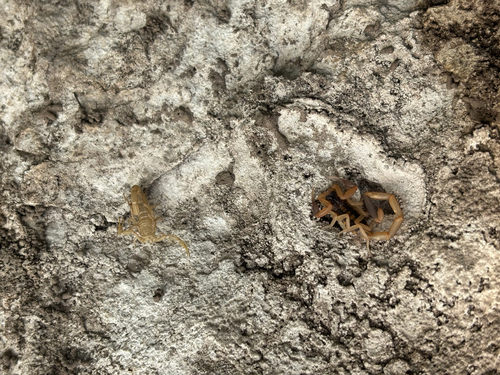Striped bark scorpion