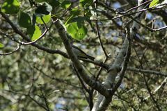 Vireo olivaceus