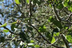 Vireo olivaceus