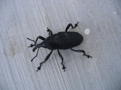 Cactophagus spinolae validus