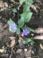Ruellia drummondiana