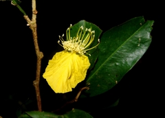 Swartzia simplex