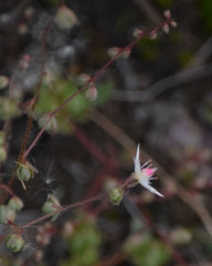 Micranthes bryophora