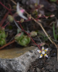 Micranthes bryophora