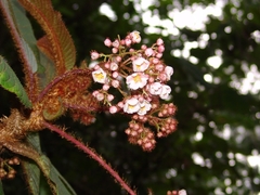 Saurauia madrensis