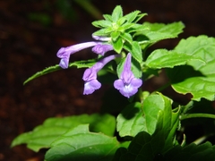 Scutellaria guatemalensis