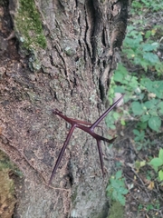 Gleditsia triacanthos