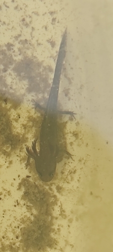 Oriental Fire-bellied Newt