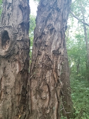 Gleditsia triacanthos